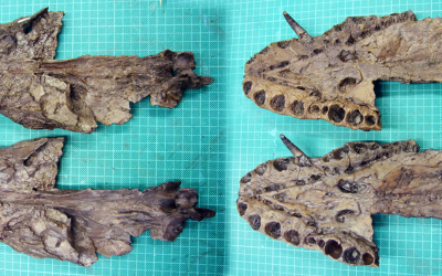 3D-Nachbildung des Sarsted-Elasmosauriers – Kooperationsprojekt mit Landesmuseum